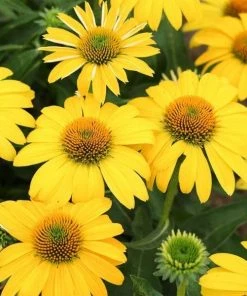 Garden Goods Direct Perennials Echinacea Sombrero Lemon Yellow
