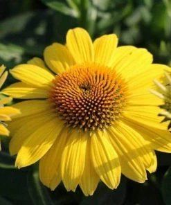 Garden Goods Direct Perennials Echinacea Sombrero Lemon Yellow