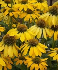 Garden Goods Direct Perennials Echinacea Sombrero Lemon Yellow