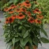 Garden Goods Direct Echinacea Sombrero Adobe Orange