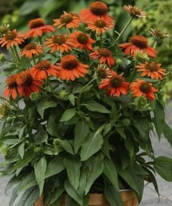 Garden Goods Direct Echinacea Sombrero Adobe Orange