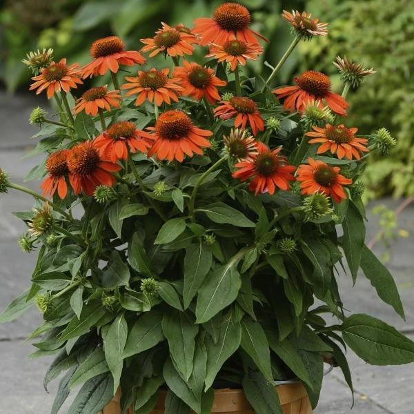 Garden Goods Direct Echinacea Sombrero Adobe Orange 1 Garden Goods Direct Echinacea Sombrero Adobe Orange