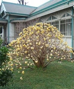 Garden Goods Direct Edgeworthia Chrysantha Shrubs