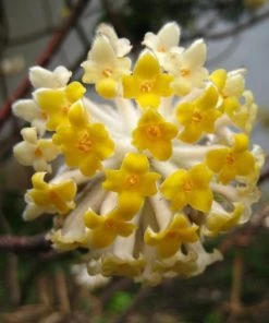 Garden Goods Direct Edgeworthia Chrysantha Shrubs