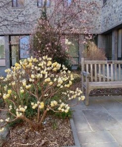 Garden Goods Direct Edgeworthia Chrysantha Shrubs