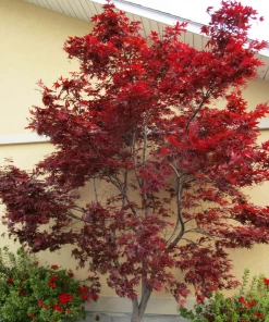 Garden Goods Direct Emperor Japanese Maple