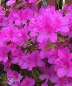 Garden Goods Direct Encore® Autumn Royalty® Azalea Shrubs