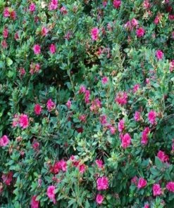 Garden Goods Direct Encore® Autumn Amethyst® Azalea Shrubs