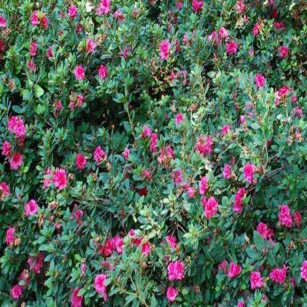 Garden Goods Direct Encore® Autumn Amethyst® Azalea Shrubs 2 Garden Goods Direct Encore® Autumn Amethyst® Azalea Shrubs