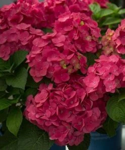 Garden Goods Direct Endless Summer® Summer Crush® Hydrangea Shrubs
