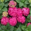 Garden Goods Direct Endless Summer® Summer Crush® Hydrangea Shrubs