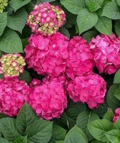 Garden Goods Direct Endless Summer® Summer Crush® Hydrangea Shrubs