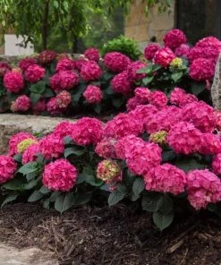 Garden Goods Direct Endless Summer® Summer Crush® Hydrangea Shrubs