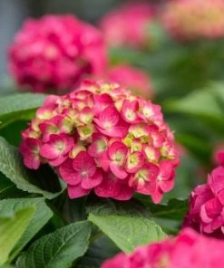 Garden Goods Direct Endless Summer® Summer Crush® Hydrangea Shrubs