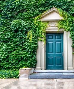 Garden Goods Direct English Ivy