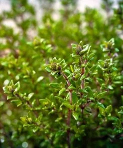 Garden Goods Direct English Thyme Perennials