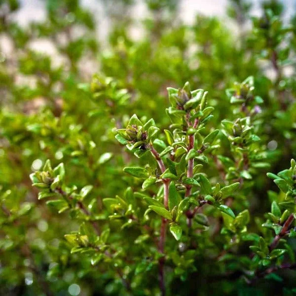 Garden Goods Direct English Thyme Perennials 2 Garden Goods Direct English Thyme Perennials