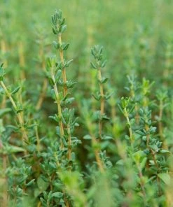 Garden Goods Direct English Thyme Perennials