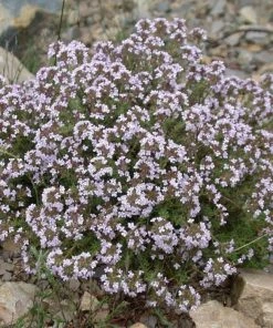 Garden Goods Direct English Thyme Perennials 5 Garden Goods Direct English Thyme Perennials