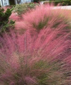 Garden Goods Direct Purple Love Grass Perennials