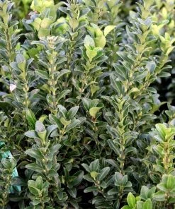 Garden Goods Direct Shrubs Euonymus Green Spire