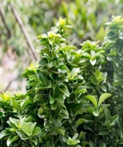 Garden Goods Direct Shrubs Euonymus Green Spire