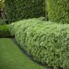 Garden Goods Direct Euonymus Manhattan