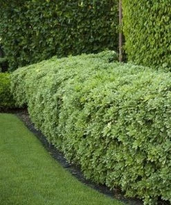 Garden Goods Direct Euonymus Manhattan