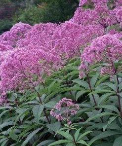 Garden Goods Direct Perennials Eupatorium Gateway