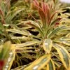 Garden Goods Direct Perennials Euphorbia Ascot Rainbow