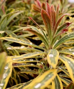 Garden Goods Direct Perennials Euphorbia Ascot Rainbow