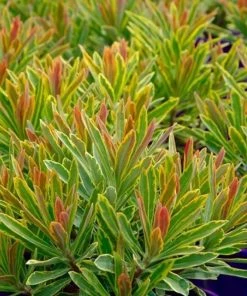 Garden Goods Direct Perennials Euphorbia Ascot Rainbow