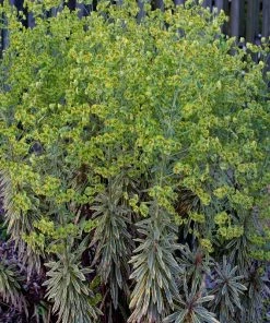 Garden Goods Direct Perennials Euphorbia Ascot Rainbow 7 Garden Goods Direct Perennials Euphorbia Ascot Rainbow