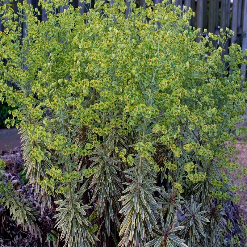 Garden Goods Direct Perennials Euphorbia Ascot Rainbow 3 Garden Goods Direct Perennials Euphorbia Ascot Rainbow