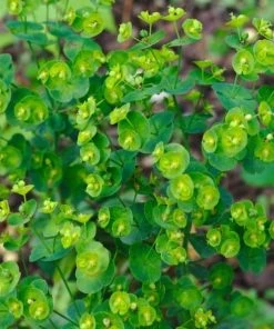 Garden Goods Direct Perennials Euphorbia Robbiae 6 Garden Goods Direct Perennials Euphorbia Robbiae