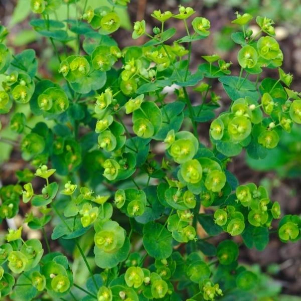 Garden Goods Direct Perennials Euphorbia Robbiae 3 Garden Goods Direct Perennials Euphorbia Robbiae