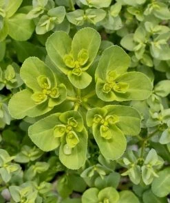 Garden Goods Direct Perennials Euphorbia Robbiae 7 Garden Goods Direct Perennials Euphorbia Robbiae