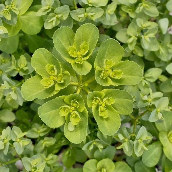 Garden Goods Direct Perennials Euphorbia Robbiae 4 Garden Goods Direct Perennials Euphorbia Robbiae