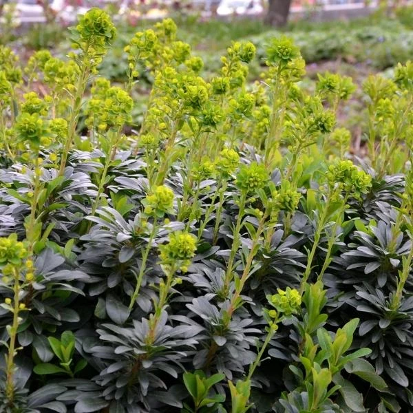 Garden Goods Direct Perennials Euphorbia Robbiae 2 Garden Goods Direct Perennials Euphorbia Robbiae