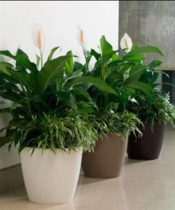 Garden Goods Direct Crescent Eva Round Resin Planter All Planters & Pottery