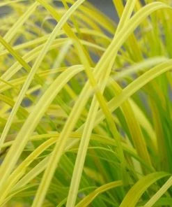 Garden Goods Direct Carex Everillo Perennials 6 Garden Goods Direct Carex Everillo Perennials