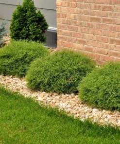 Garden Goods Direct Mr. Bowling Ball Arborvitae