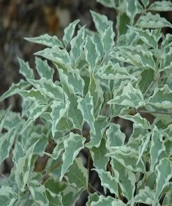 Garden Goods Direct Wolf Eyes Dogwood Trees