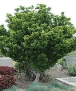 Garden Goods Direct Shishigashira Japanese Maple