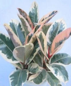 Garden Goods Direct Ficus Ruby 6 Garden Goods Direct Ficus Ruby