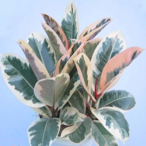 Garden Goods Direct Ficus Ruby 3 Garden Goods Direct Ficus Ruby