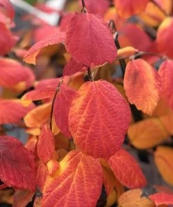 Garden Goods Direct Shrubs Proven Winners® Color Choice® Legend Of The Fall® Fothergilla
