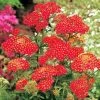 Garden Goods Direct Achillea Paprika Perennials