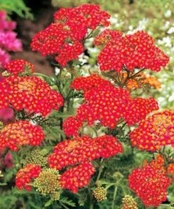 Garden Goods Direct Achillea Paprika Perennials