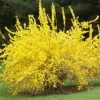 Garden Goods Direct Spring Glory Forsythia